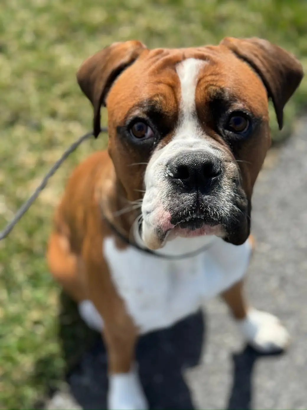 Young fawn boxer with a white chest sitting at the edge of the grass on a leash, looking up at the camera