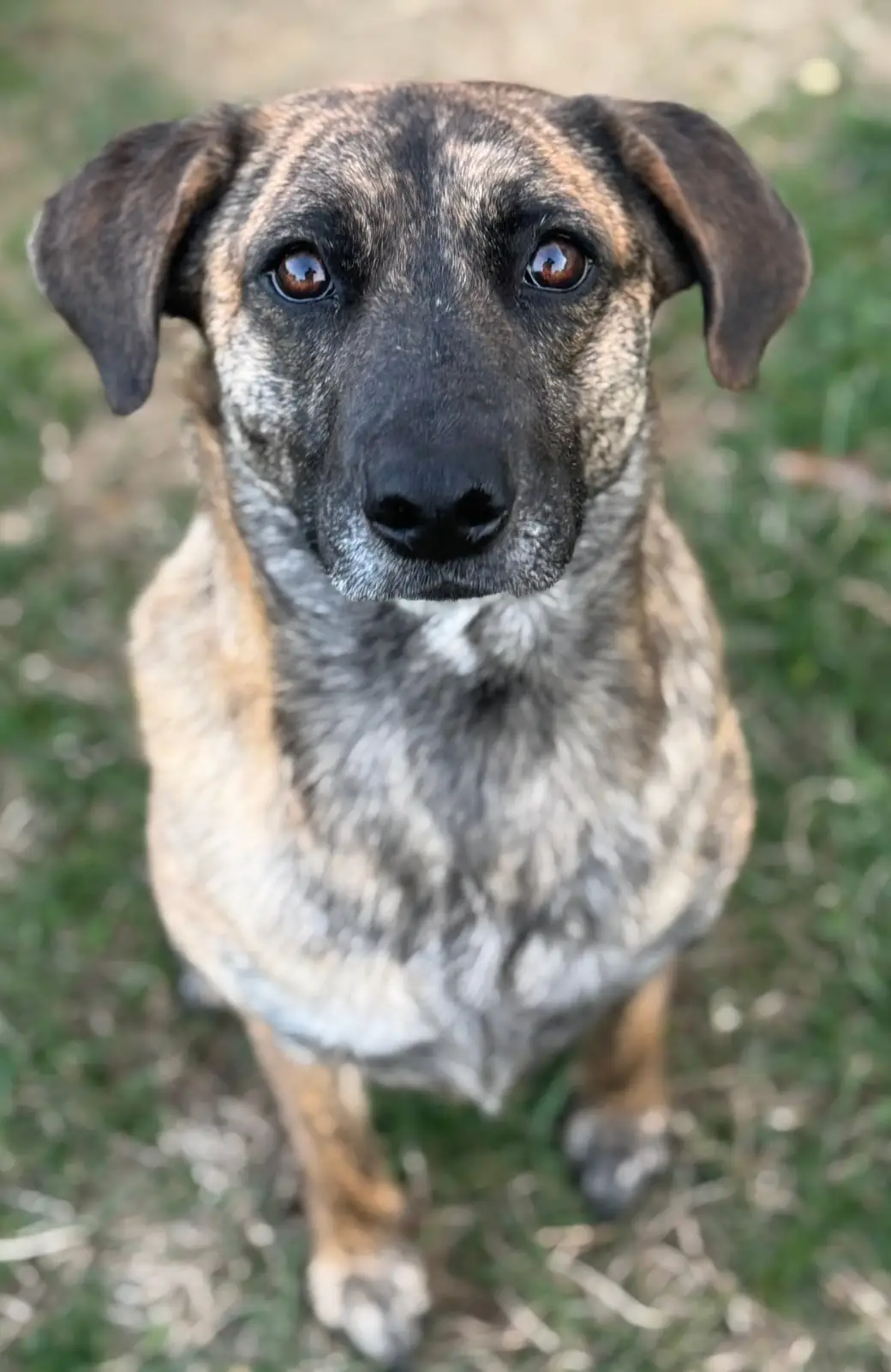 Brindle shepherd mix sitting on grass with ears perked, looking directly into the camera