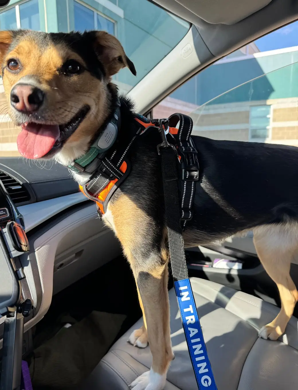 Tricolor terrier mix standing on a car seat in an orange harness with an In Training leash sleeve, tongue out