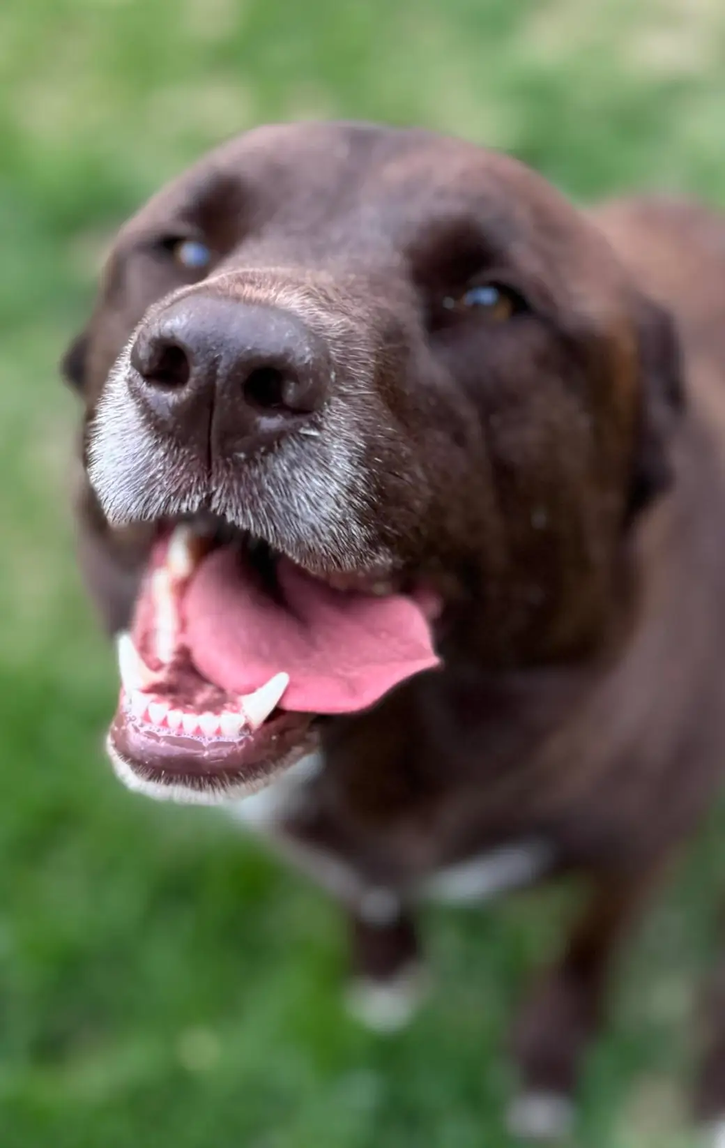 Close-up of a chocolate Lab with a graying muzzle grinning up at the camera, tongue out, on green grass