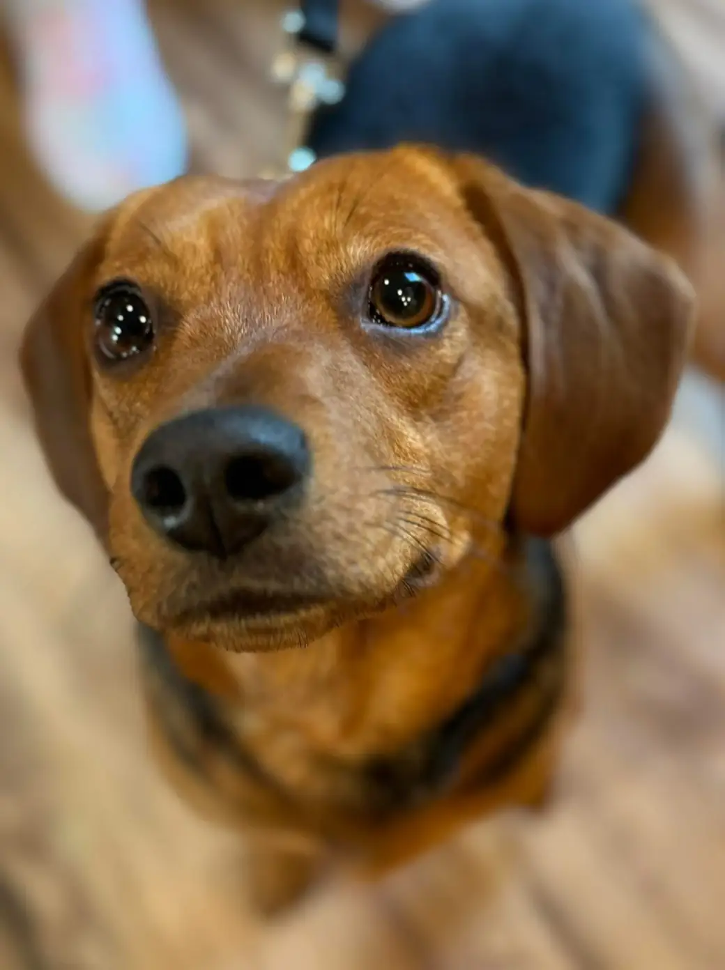 Red dachshund mix photographed from above indoors, looking up with soft brown eyes
