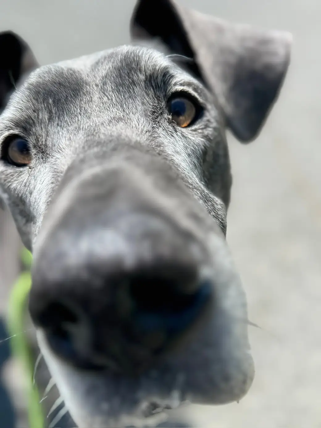 Gray Great Dane pushing its nose toward the camera lens in a playful close-up