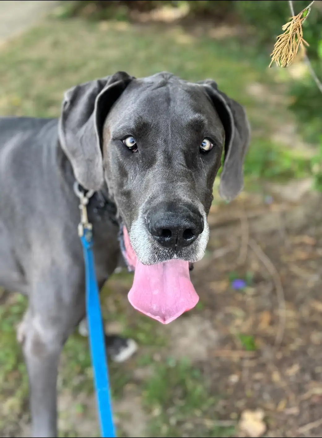 Gray Great Dane with a long pink tongue standing on a woodland path on a blue leash