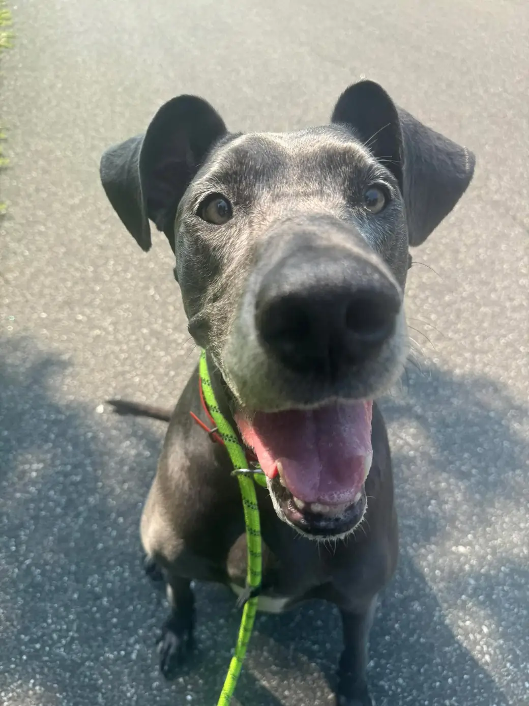 Gray dog with a whitening muzzle on a lime-green leash, mouth open happily on a sunny walk