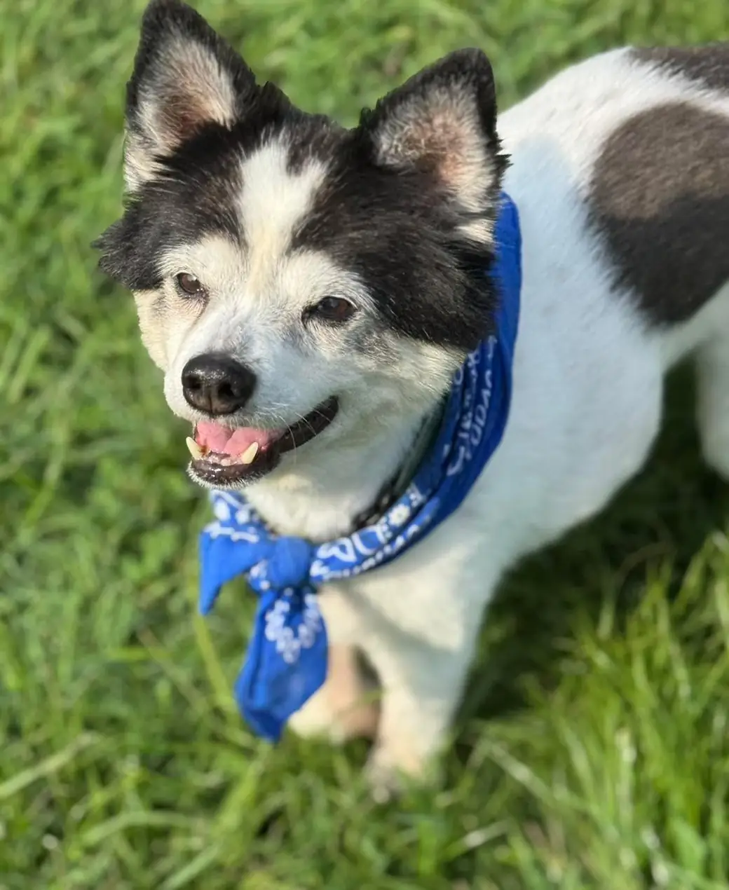Senior black-and-white Papillon mix in a blue bandana standing on grass, mouth open happily
