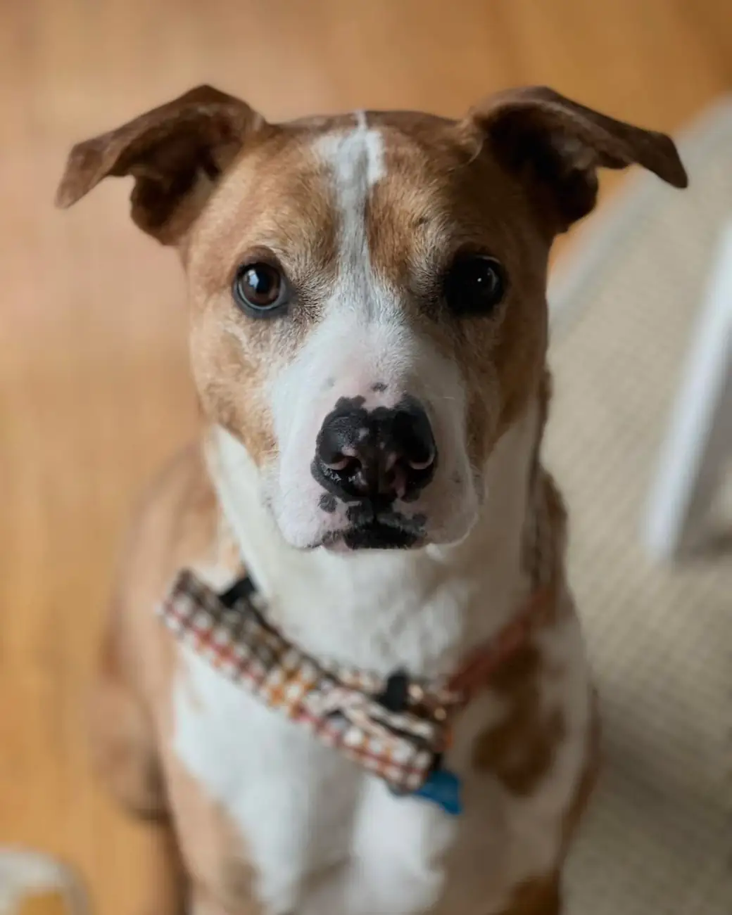 Brown-and-white pit bull mix wearing a plaid bow tie, sitting indoors and looking into the camera