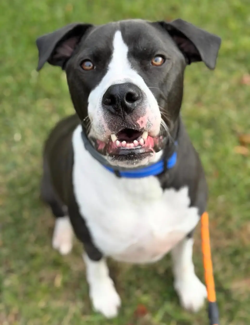 Black-and-white pit bull mix in a blue collar sitting on grass, mouth open in a wide grin
