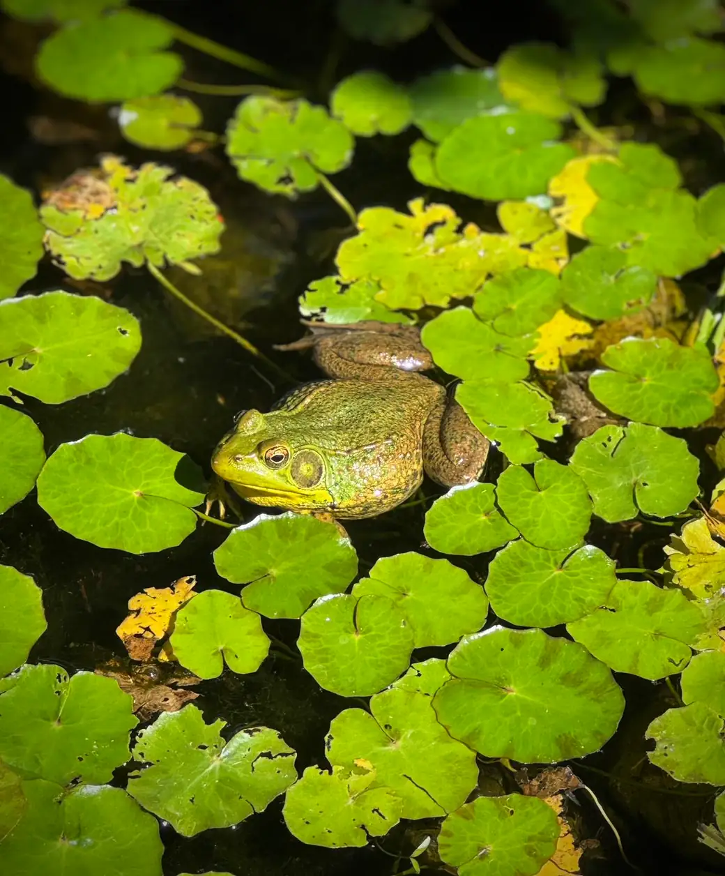 Green bullfrog resting among bright lily pads in a backyard pond