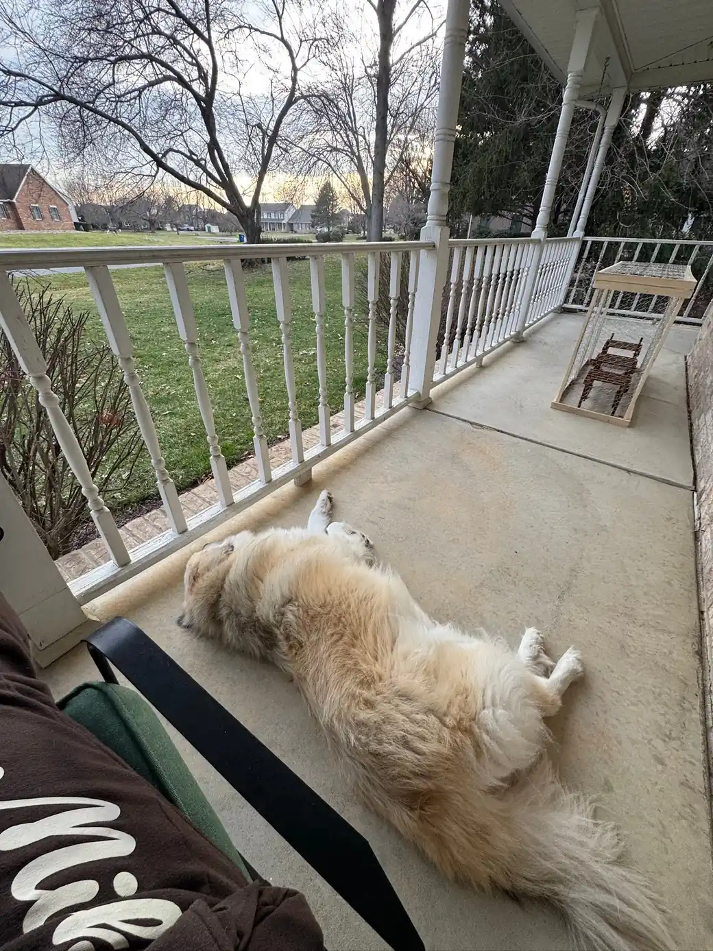 Cream-colored dog rolling on its back on a covered front porch at dusk, legs in the air