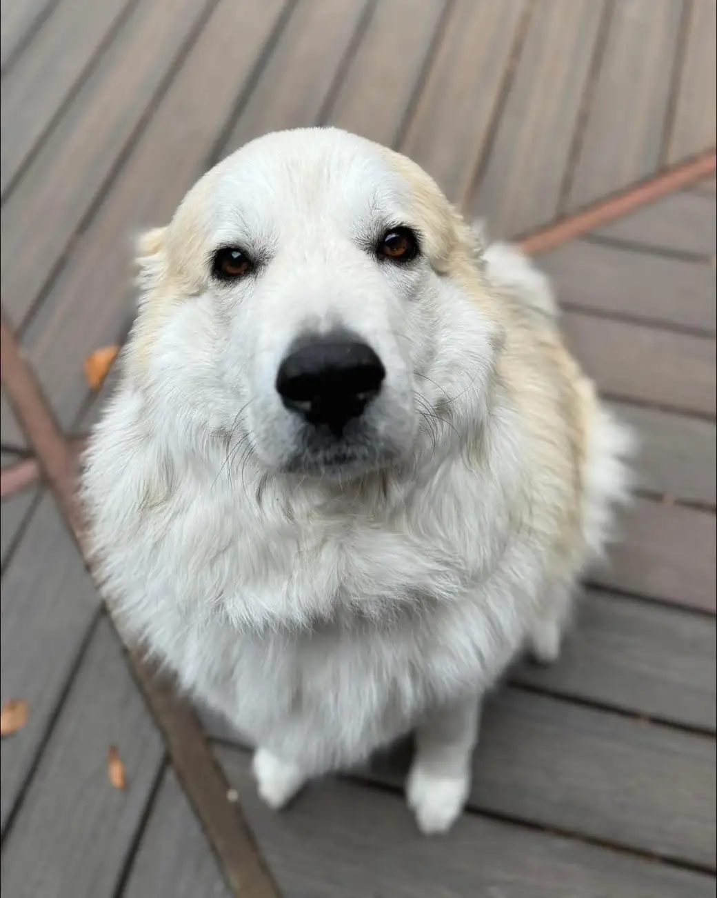 Bruno — the post-op recovery