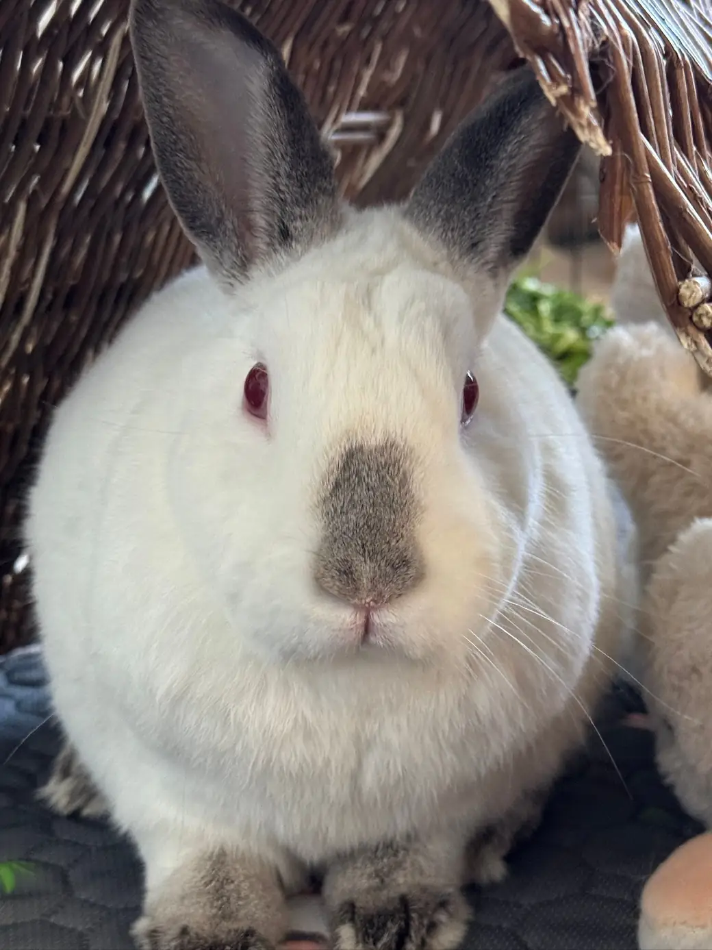 The weekly-SubQ rabbit