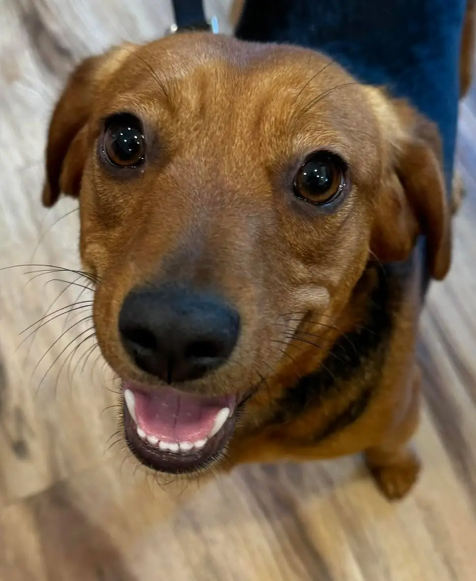 Red hound mix looking up from a wood floor with a happy open-mouthed smile