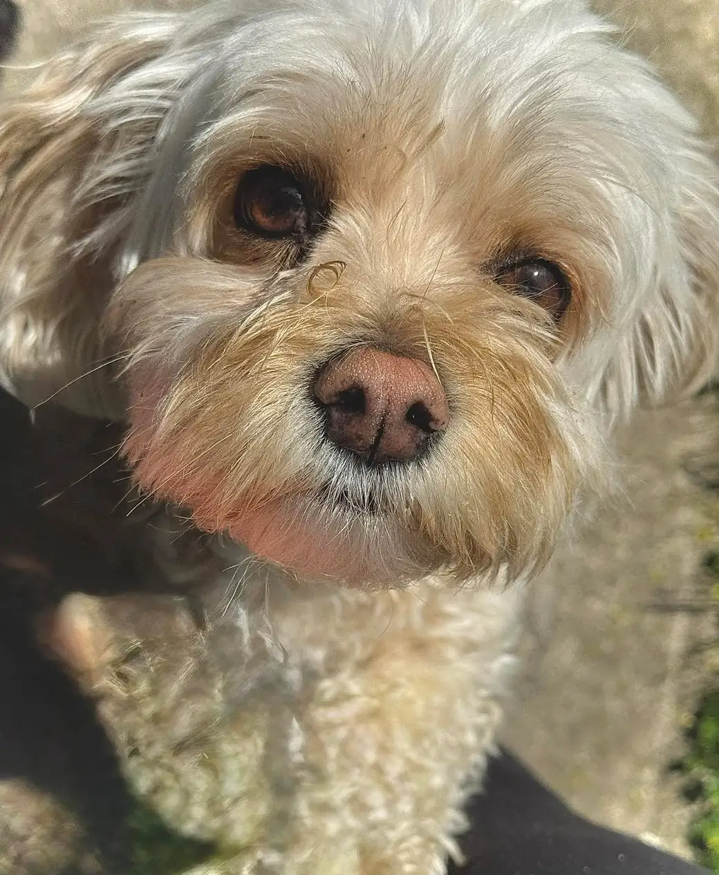 Scruffy blond terrier mix in golden afternoon light, close-up of its face