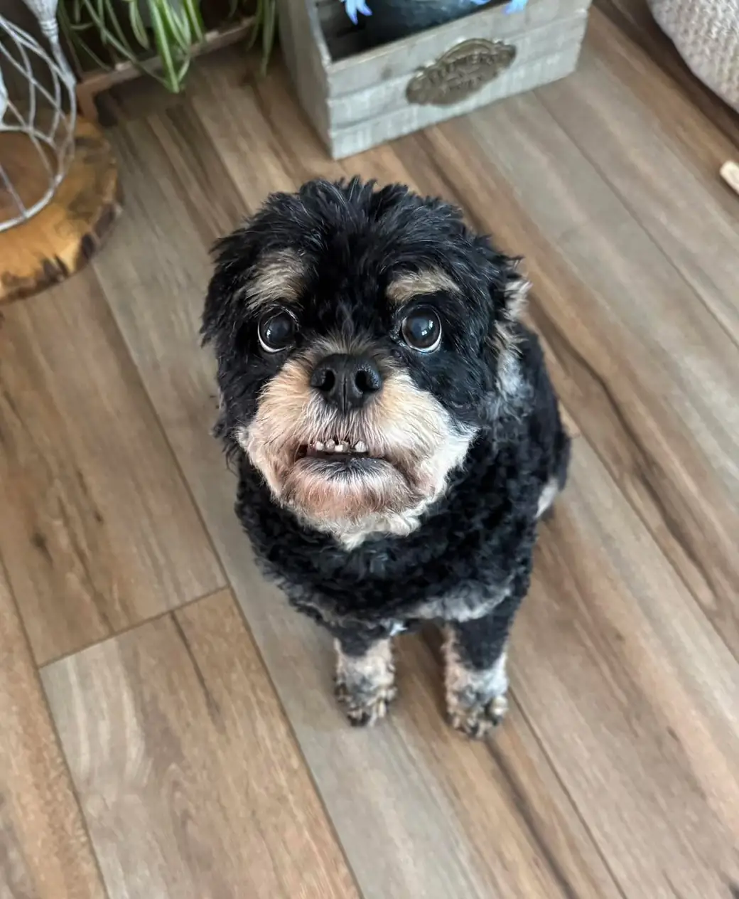 Senior black-and-gray Shih Tzu mix with an underbite sitting on wood-look flooring, looking up