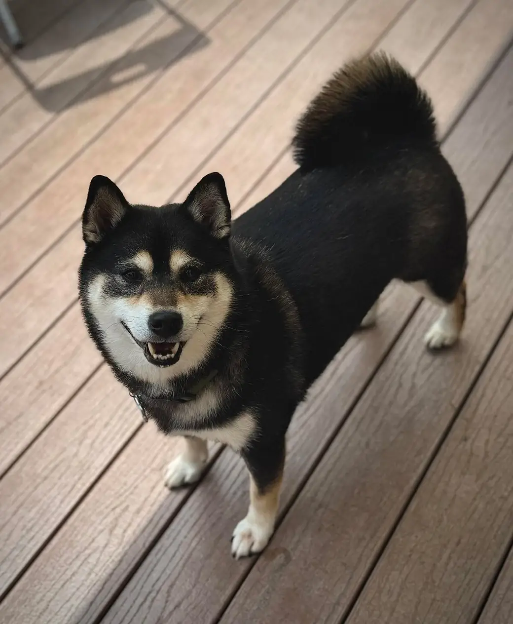 Black-and-tan Shiba Inu with a curled tail standing on a deck, grinning at the camera