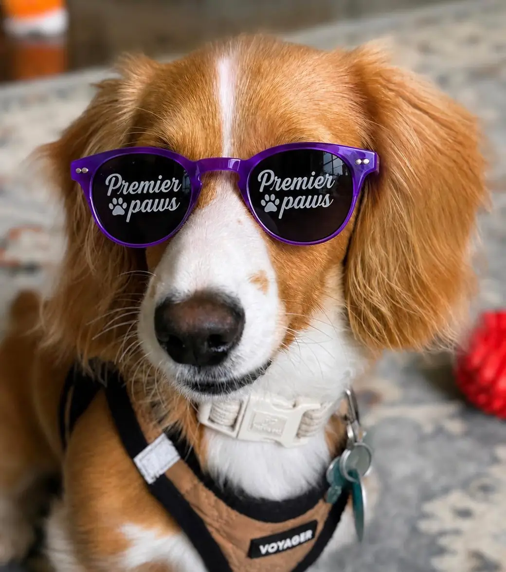Copper-and-white spaniel wearing purple Premier Paws sunglasses, sitting indoors in a tan harness